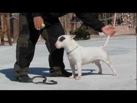 how to train bull terrier