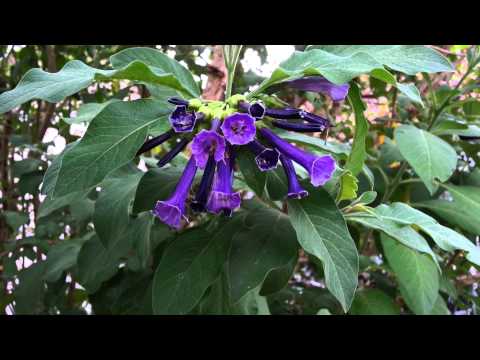 how to grow iochroma from seed