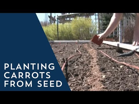 how to replant carrots