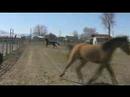 The Running of the Horses