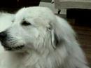 Sheba eats greenie