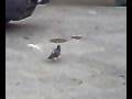piccione ballerino.mp4