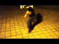 Los Trident - Shuffle Training  -  Juninhow