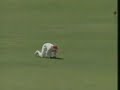 Curtly Ambrose 7 for 1 against Australia