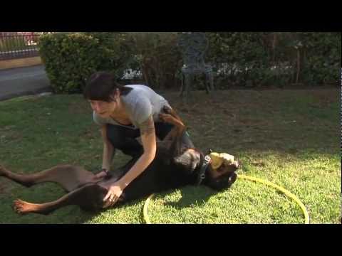 Shavidpranks Shavidpranks