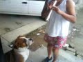 boxer cantando