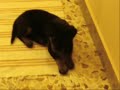 il mio cucciolo di rootweiler roky