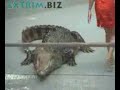 Croc show Thailand. Pattaya