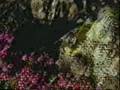 clip video Bjork Lullabies Joga