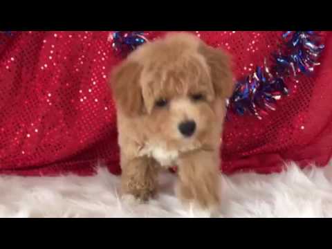 APRICOT FEMALE MALTIPOO RUBY