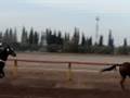Carrera 11... y el Escotado maricón