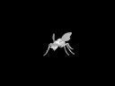 Walking Animation of Wasp
