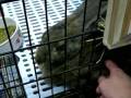 ワンニャンハウス（株）