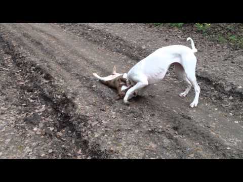 dogo bully