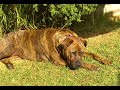 Our 2 Dogs Staffie x & Kelpie X Slideshow Our 2 Dogs Staffie x & Kelpie X Slideshow