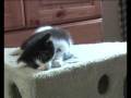 Infomercial Redcat