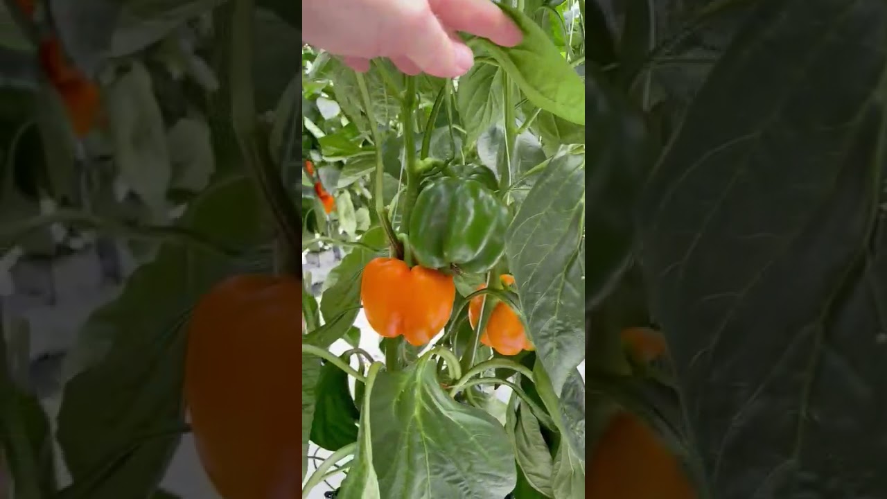 Product Video: Green Heart - Capsicum