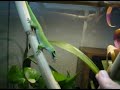 Madagascar Giant Day Gecko