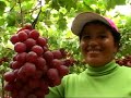 El Pedregal S.A. - 2007 Institutional Video