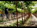 El Pedregal S.A. - 2007 Institutional Video