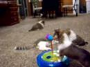 akc-cute-baby-puppy-sheltie-shetland-sheepdog-2.html
