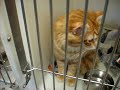 Kitties at the animal shelter