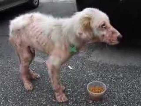 how to treat mmm in dogs