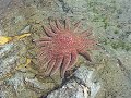 sun star