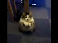 The Fun-Cat The Fun-Cat