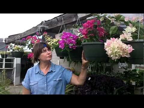 how to transplant bougainvillea from pot to ground