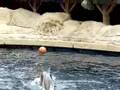 Vancouver Aquarium - Dolphin show - 05/26/2006