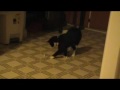 do the tootsie roll..?