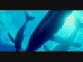 videos de Life of Mamals - Introduction