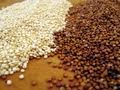 Quinoa:101