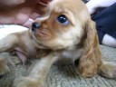Wesley at 8 weeks old