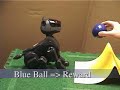 Combining Configural and TD Learning on a Robot: XOR Demo