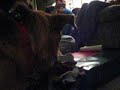 Dog unwrapping gift Dog unwrapping gift