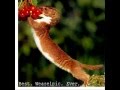 all weasels