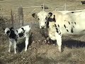 Cow Country Christmas Feeding  Pneumonia Lungs and Breathing