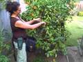 The Gardener's Pouch