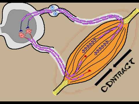 stretch reflex - action of muscle spindles under stretch - stretch shortening reflex.