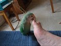 Lovebird Pedicure Lovebird Pedicure