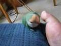 Lovebird Pedicure