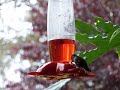 Hummingbird Hummingbird
