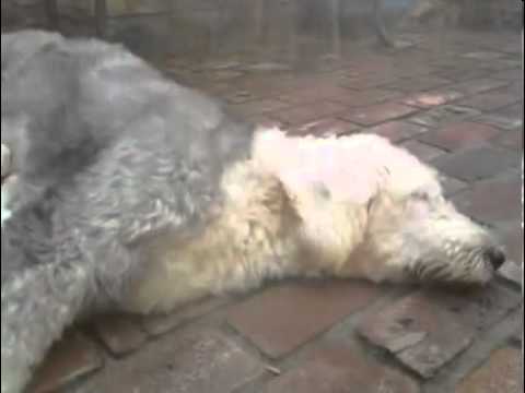 Old English Sheepdog Puppies Avail for Christmas