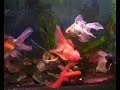 Goldfish aquarium
