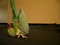Somersault Gymnastics Tricks Bird Somersault Gymnastics Tricks Bird