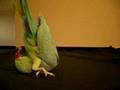 A bird that does a somersault!