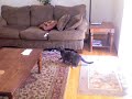 Havoc Helicopter and the Cat