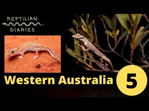 YouTube reptile video
